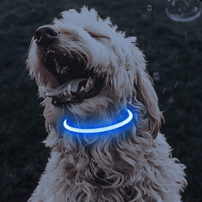 Collier Chien - DogCollarLight™ - Bleu 