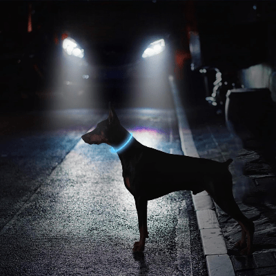 Collier Chien - DogCollarLight™ - Bleu 