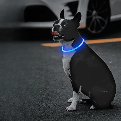 Collier Chien - DogCollarLight™ - Bleu 