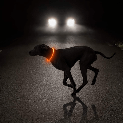Collier Chien - DogCollarLight™ - Jaune 