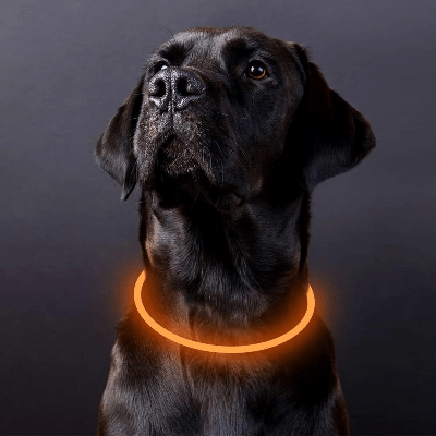 Collier Chien - DogCollarLight™ - Jaune 