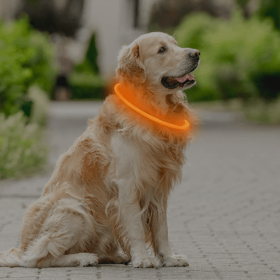 Collier Chien - DogCollarLight™ - Orange - Chien Sympa
