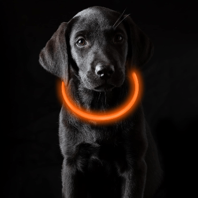 Collier Chien - DogCollarLight™ - Orange - Chien Sympa