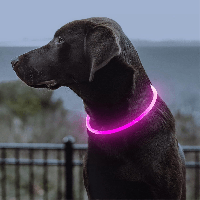 Collier Chien - DogCollarLight™ - Rose 