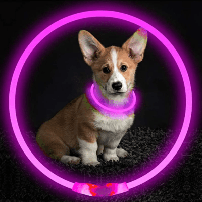 Collier Chien - DogCollarLight™ - Rose - Chien Sympa