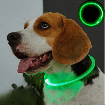 Collier Chien - DogCollarLight™ - Vert 