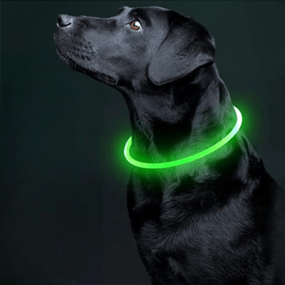 Collier Chien - DogCollarLight™ - Vert 