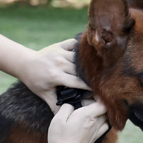collier pour chien tactique