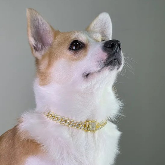 Corgi avec collier chien Spark
