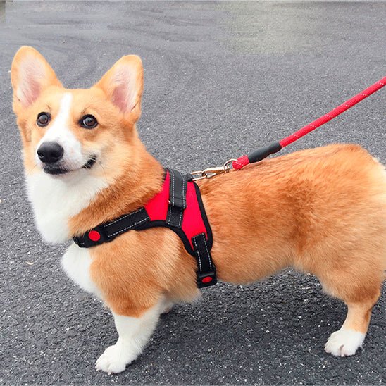 Corgi avec harnais anti traction selle