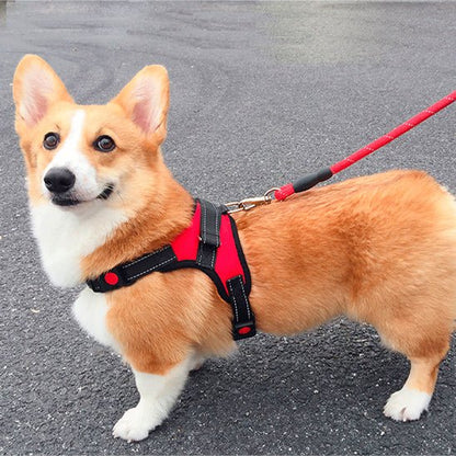 Corgi avec harnais anti traction selle