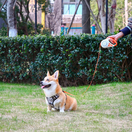 Corgi avec laisse chien enrouleur ErgoConfort parc