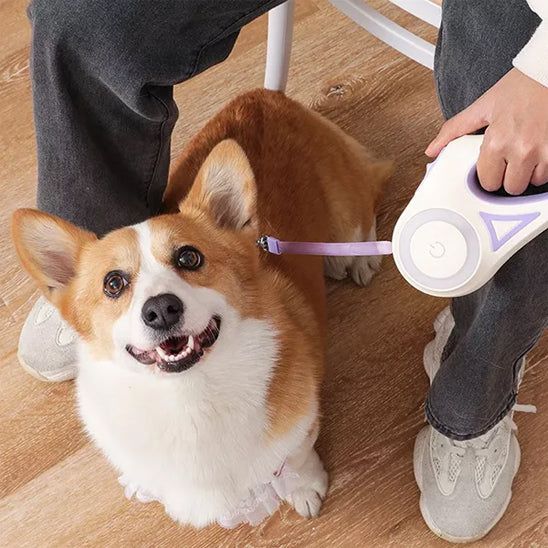 Corgi couché avec laisse chien enrouleur ErgoConfort