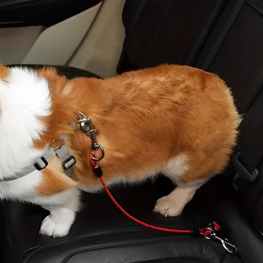 Corgi portant laisse pour chien securité auto-rouge
