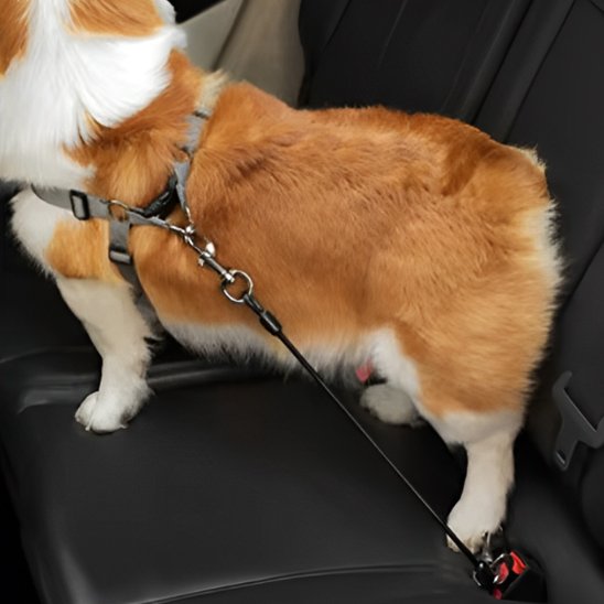 Corgi portant laisse pour chien securité auto
