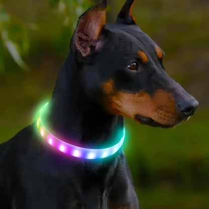  Doberman avec collier lumineux chien Shiny