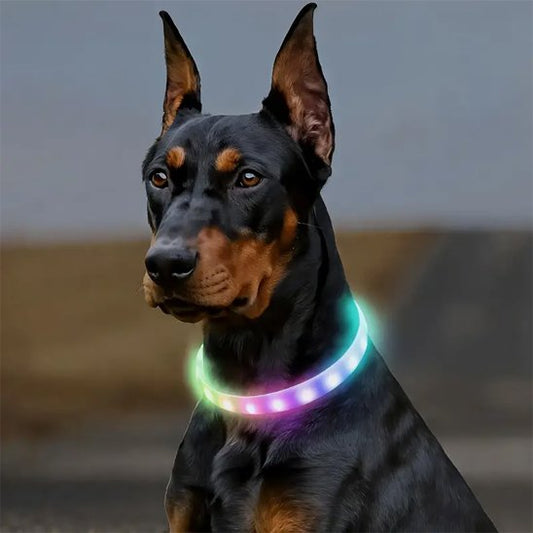  Doberman portant collier lumineux chien Shiny
