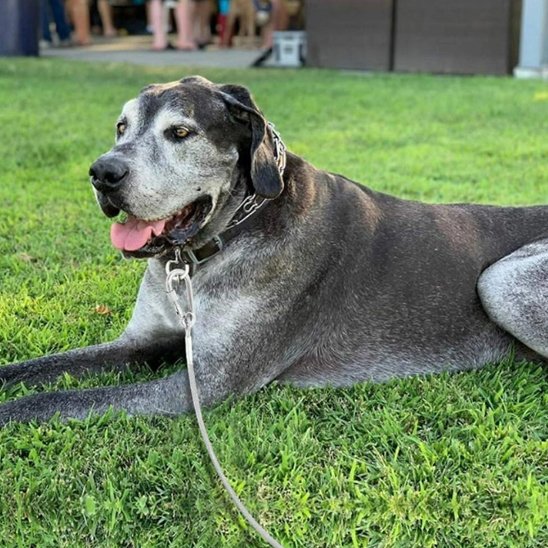 Dog Allemend couché portant laisse chien longue distance