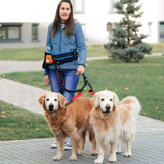 femme balade 2 Golden Retriever avec double laisse pour chien mains libre