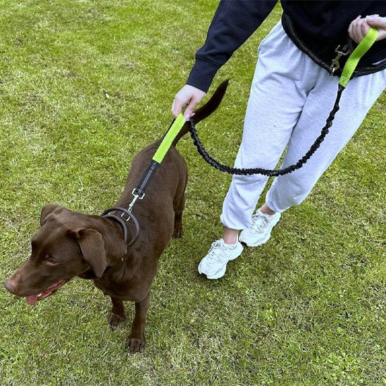 entrainement chien au pied portant laisse canicross Ergo Run