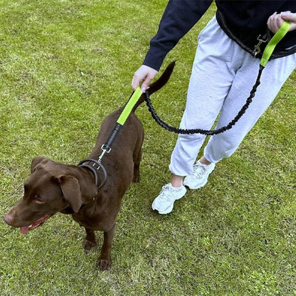 entrainement chien au pied portant laisse canicross Ergo Run