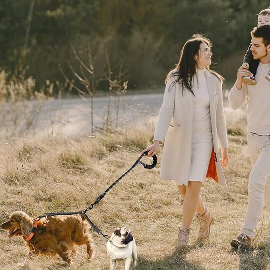 famille balade chiens portant laisses pour chiens

