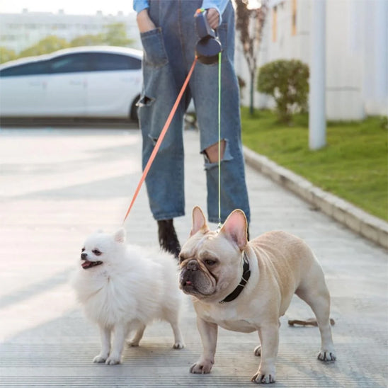 femme balade buldog et spitz avec laisse pour chien enrouleur double