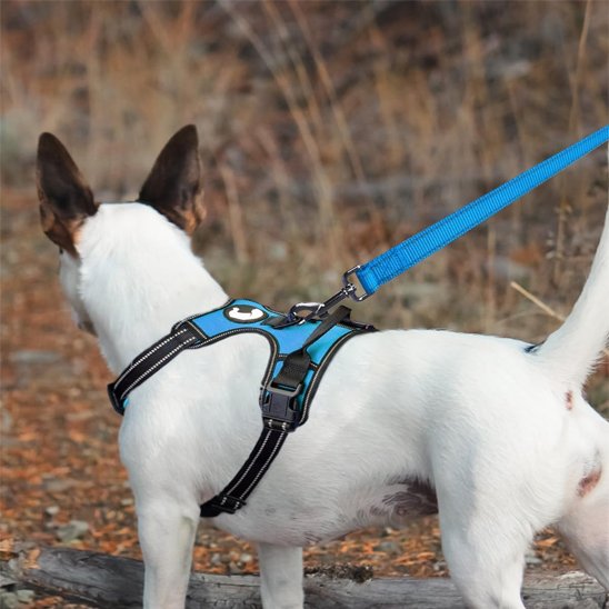 forêt, chien portant laisse pour chien ErgoPro 
