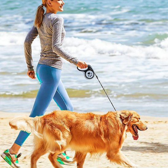 golden avec laisse enrouleur petsecure