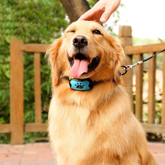 Golden retriever assis portant collier de dressage pour chien Vibrato calm
