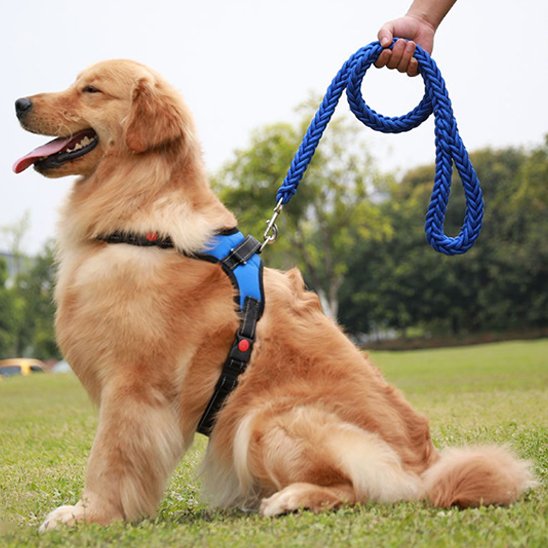 Golden Retriever assis portant laisse chien ergonomique bleu