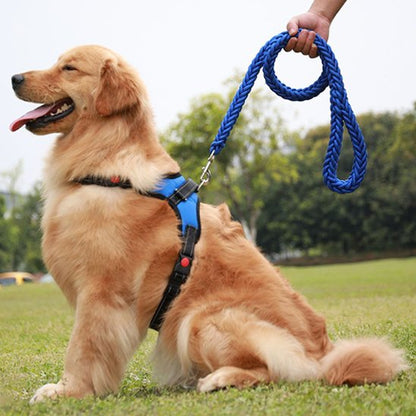 Golden Retriever assis portant laisse chien ergonomique bleu