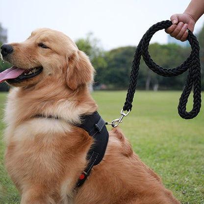 Golden Retriever assis portant laisse chien ergonomique noir
