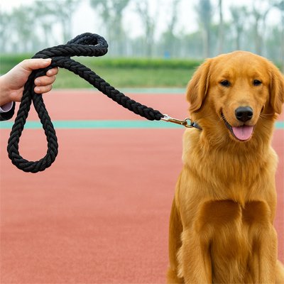 Golden Retriever assis  portant laisse pour chien-noir