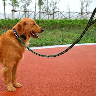 Golden Retriever assis profil portant laisse pour chien