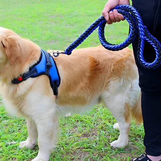 Golden Retriever au pied portant laisse chien ergonomique bleu-noir
