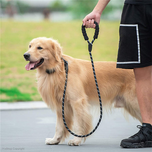 Golden retriever balade laisse pour chien solide