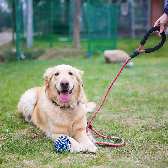 Golden retriever couche laisse pour chien solide