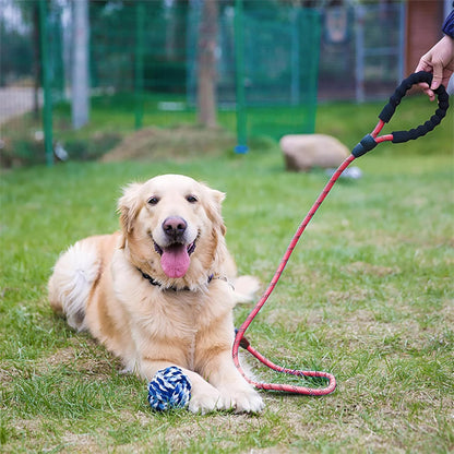 Golden retriever couche laisse pour chien solide