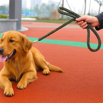 Golden Retriever couché portant laisse pour chien-vert