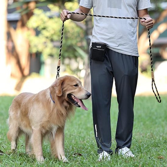 Golden Retriever entrainement portant laisse chien Ergotress