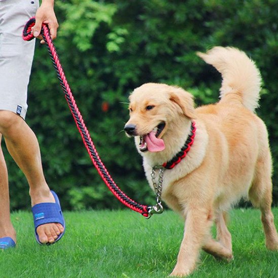 Golden Retriever marche portant laisse chien ergonomique rouge-noir