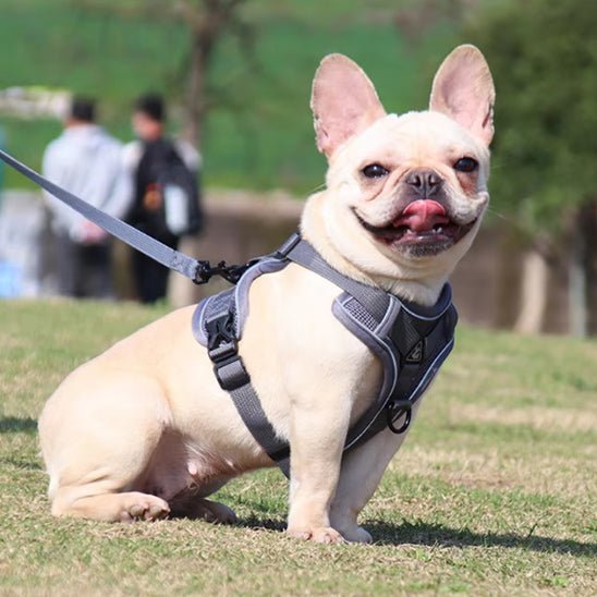 Harnais anti traction pour chien avec laisse gris