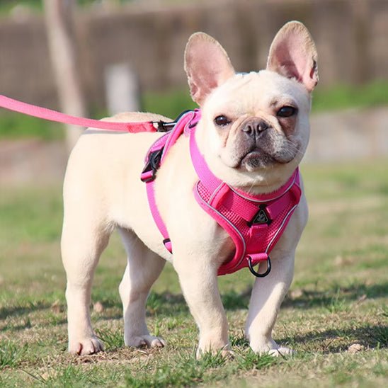 Harnais anti traction pour chien avec laisse-rose