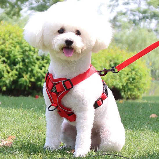 Harnais anti traction pour chien avec laisse rouge