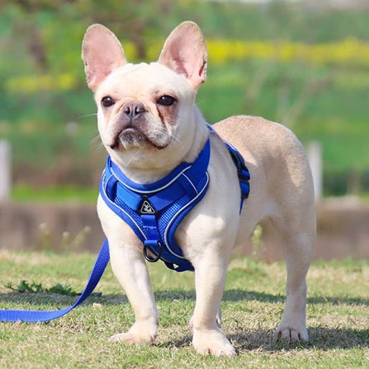 Harnais anti traction pour chien avec laisse 