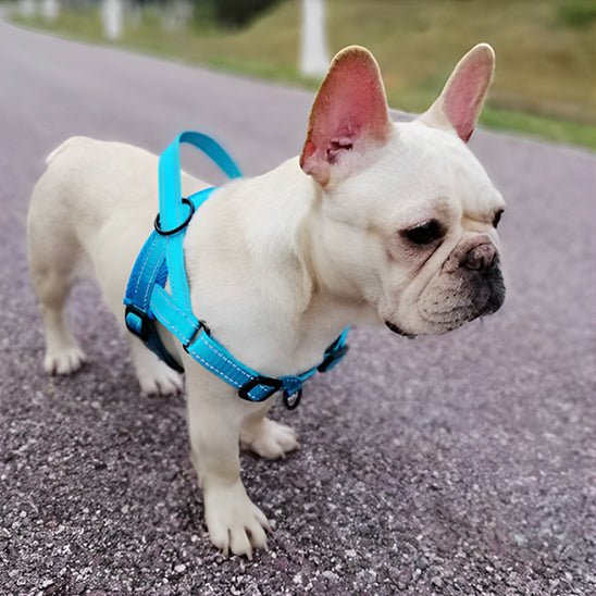 Harnais anti traction pour chien |rembourré -bleu