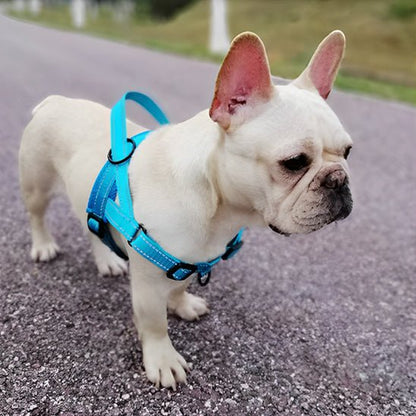 Harnais anti traction pour chien |rembourré -bleu