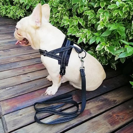 Harnais anti traction pour chien |rembourré-noir