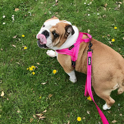 Harnais anti traction pour chien |rembourré rose